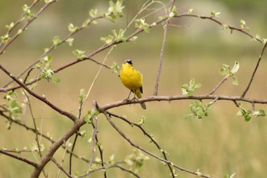 Şarkı söyleyen, göçmen sarı kuyruklu kuş baharın başlarında başı yana dönük bir dalda oturur..