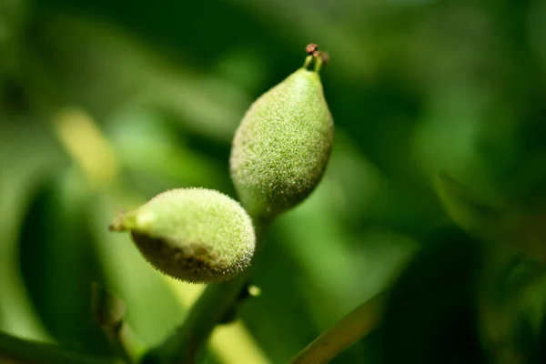 Close-up of green ovaries of future walnuts on a tree branch.