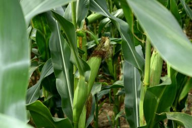 Bu resim bir mısır tarlasını gösteriyor. Saplarının üzerinde olgunlaşan ekinler ve koçanlardan oluşan bir sıra..