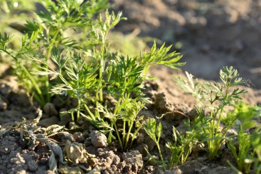 Resimde kırmızı havuç fidanları olan bir çiftlik var..