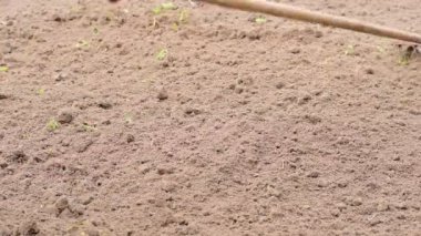 Video çiftçinin bahçedeki zemini elle nasıl tırmıkla düzleştirdiğini gösteriyor..