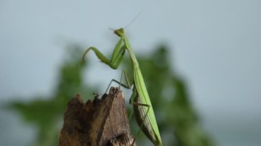Avcı böcek peygamber devesi ağaçta oturur ve pençelerini temizler..