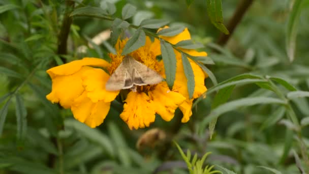 Day Moth Sits Yellow Flower Bee Flies — Vídeo de stock