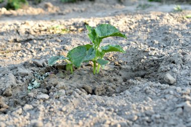 Yeşil salatalık filizleri, bahçedeki sapın ilk yaprakları.