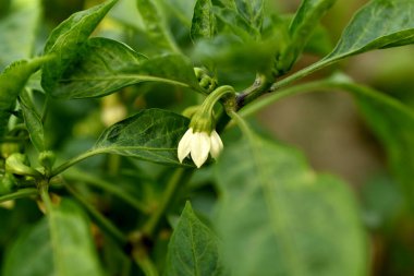 Blooming bell pepper bush with white flower.