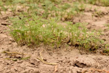 Green shoots of dill sprouted in the garden.
