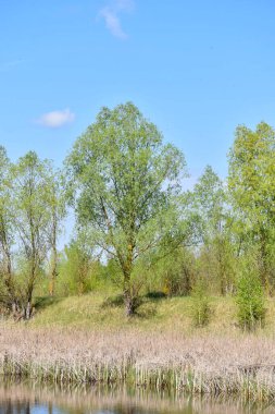 On the tall slender trees that grow on the shore of the lake, leaves have blossomed in early spring.