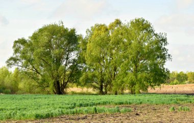 A group of trees with broad crowns, with leaves blooming in early spring.