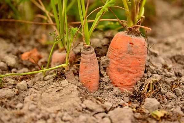 Ripe table carrots with tops are visible above the garden soil.