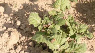 Several beetles crawl and eat on green shoots of potatoes, tops.