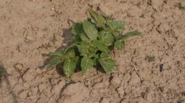 The tops of potatoes that have risen in the garden in early spring sway under the gusts of wind.