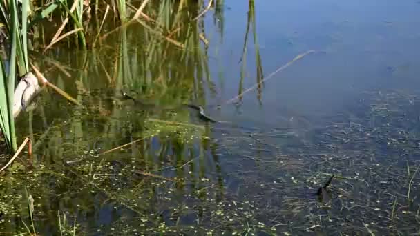 Already Wriggling Floats Lake Hides Reeds — Stock videók