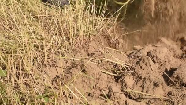 Farmer Beginning Spring Manually Digs Land Plantation Shovel — Vídeo de Stock