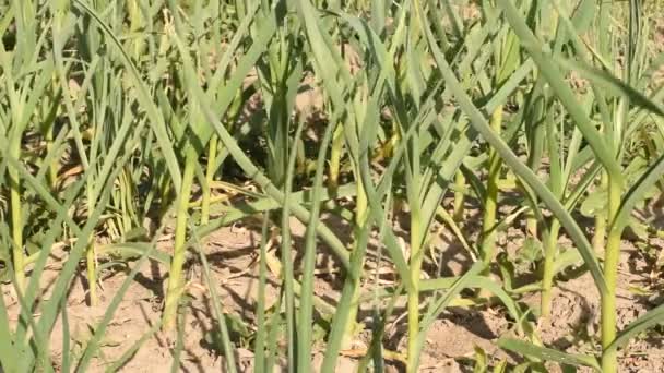 Wind Shakes Green Shoots Garlic Grown Garden — Vídeo de Stock