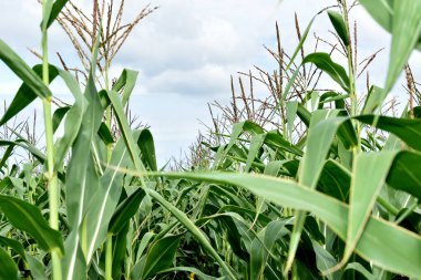 Mavi gökyüzünün altındaki tarlada yetişen uzun yeşil renkli mısır..