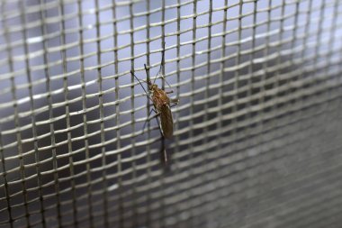In the close-up shot, a mosquito sits motionless on the mosquito net of the window, view from above.