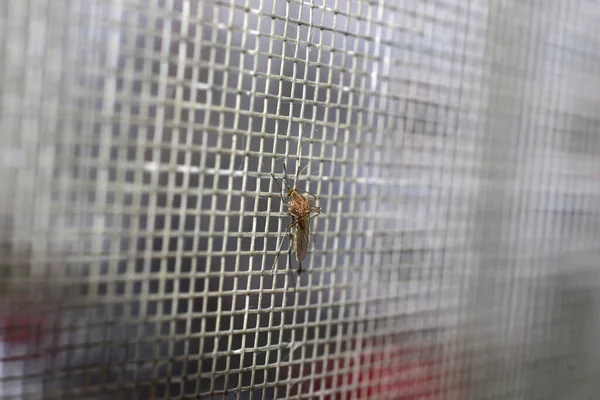 A mosquito sits motionless on the mosquito net of the window.