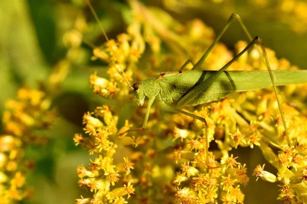 A close-up of a large sized green grasshopper that sits on small yellow flowers.
