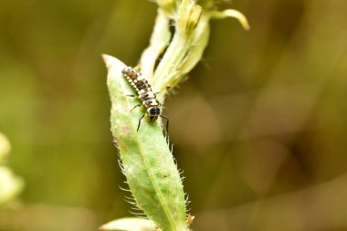 The predatory insect larva ladybug sits on a wide green leaf.