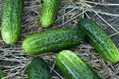 Ripe, green cucumbers lie on dry grass.