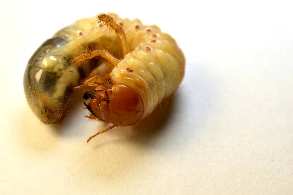 The larva of the cockchafer called chropak, which lives in the soil, close-up.