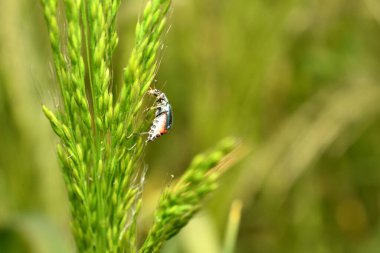 In the picture, the bug beetle sits on grass flowers.