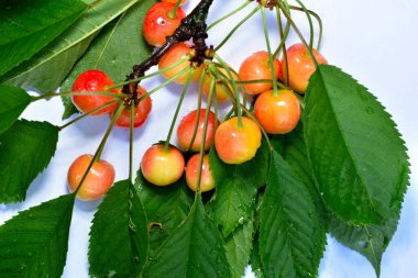 In the picture, several ripe yellow cherries lie on the leaves.