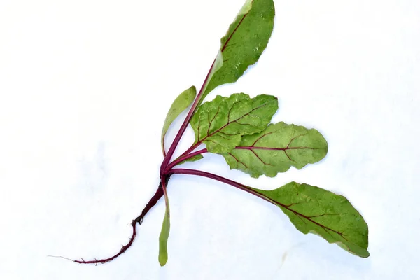 The picture shows the first shoots of beets, wide green leaves with red veins and a root system with an ovary.