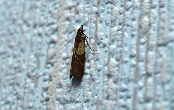 Insect food moth, which was born in winter in cereals stored in the kitchen.