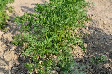 Green tops of carrots growing in the garden.