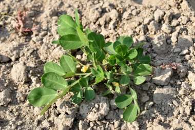 Top view of peanut bush with green leaves.
