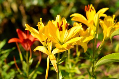Close-up of an inflorescence blooming in the garden on a flowerbed of flowers lily.