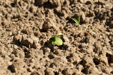 Bir saptan oluşan bir salatalık filizi ve iki yaprak bahçedeki toprağı delip geçer..