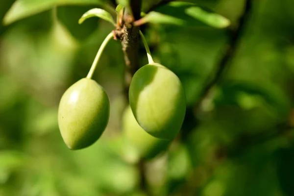 Unreife Grüne Pflaumenfrüchte Nahaufnahme Auf Einem Zweig Stockfoto