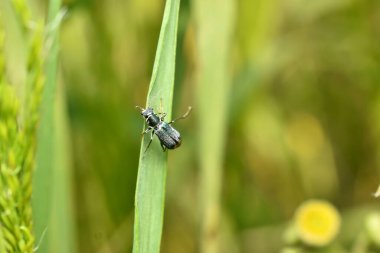 Zehirli kabarcık böceği, yukarıdan bakıldığında, geniş yapraklı bir bitkinin üzerinde oturur..