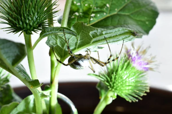 Смугастий Павук Оси Сідає Квітку Будяка Чекаючи Комах Вид Збоку — стокове фото