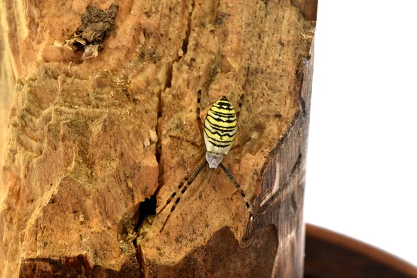 Wasp Spider Sits Log Waiting Insects Top View — Stock Photo, Image