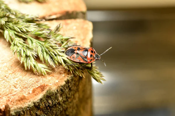 Imagem Mostra Bug Fedor Vermelho Com Manchas Escuras Que Fica — Fotografia de Stock