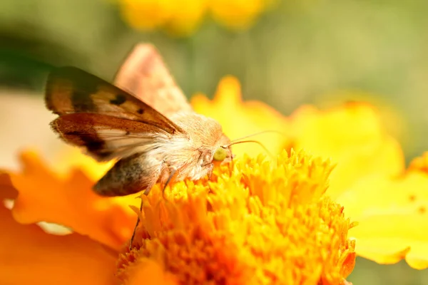 Çiçeğe Tüneyip Nektar Toplayan Diurnal Bir Kelebeğin Yakın Çekimi — Stok fotoğraf