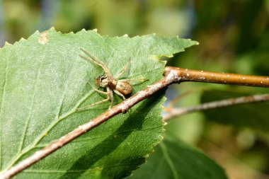 Resim, bir böcek yakalayıp suyunu içen bir kurt örümceği gösteriyor..