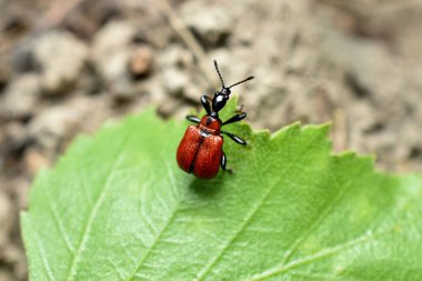 Siyah bir boynu, göğsü ve kafası olan, leylak zambağı denen kırmızı bir böcek yeşil bir yaprağın üzerinde oturur..