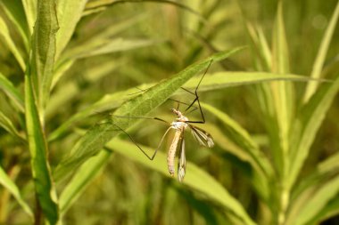 Sivrisinek kırkayak ya da camamore ya da Tipulidae, kan içmeyen ama nektarla beslenen zararsız bir sivrisinek..