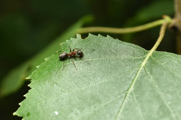 개미는 나무의 멈추었다 — 스톡 사진