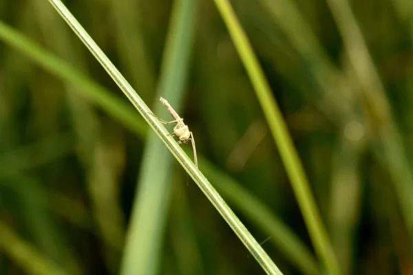 一只普通的蚊子坐在草地上喝水 — 图库照片