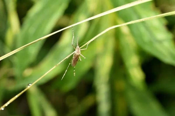 一只蚊子 靠得很近 用爪子抓住一根草茎 — 图库照片