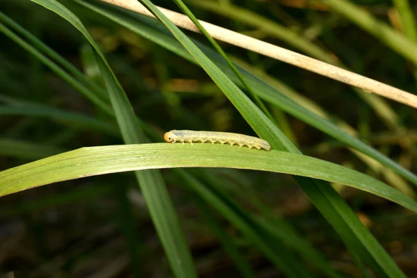 Una Larva Serrín Campo Tono Claro Con Ojos Negros — Foto de Stock