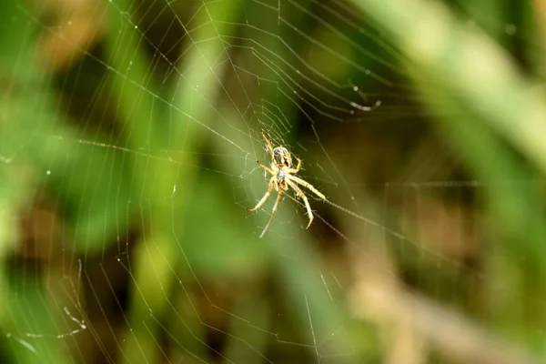 Păianjenul Orbweb Țesut Pânză Iarbă Așteaptă Victimă Care Stă Centrul — Fotografie, imagine de stoc