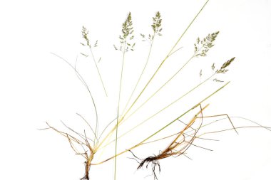 Resim halep sorgusu veya humai bitkisini gösteriyor. Bazı bölgelerde istilacı bir tür olarak tanınıyor. Yük bir ot..