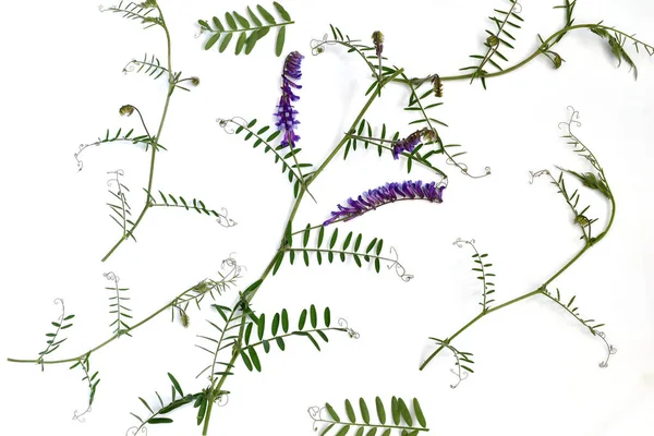 图为鼠类豌豆 欣赏饲料和多年生草本植物 图为植物的茎 叶子和花朵 — 图库照片