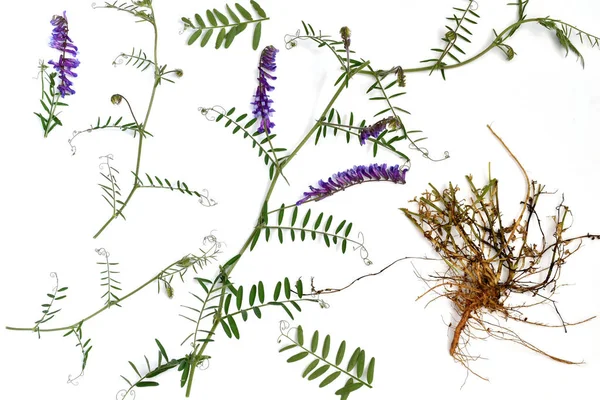 图为鼠类豌豆 欣赏饲料和多年生草本植物 图为植物的茎 花和根 — 图库照片